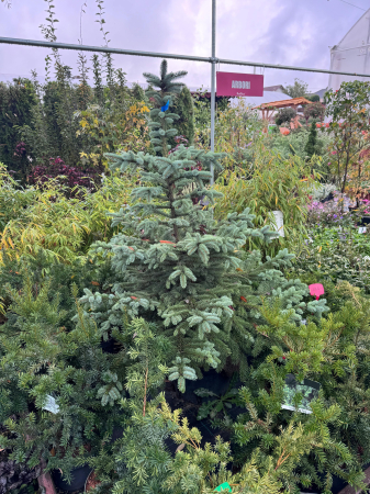 Molid argintiu (Picea pungens) 100–120 cm – C27 [2]