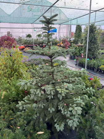 Molid argintiu (Picea pungens) 100–120 cm – C27 [1]
