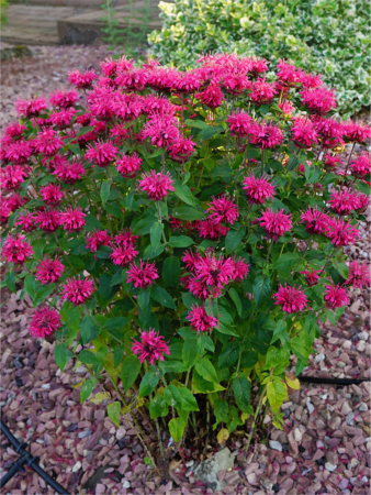 Monarda Bee Happy [2]