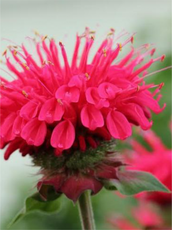 Plante aromatice - Monarda Bee Happy