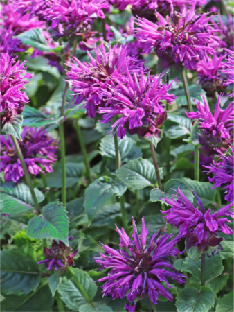 Monarda Bee Pure [1]