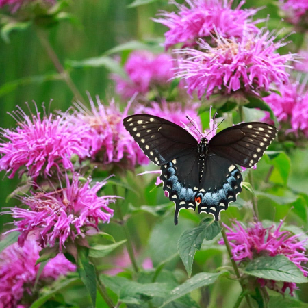 Plante Perene - Monarda 'Sugar Buzz Bubblegum Blast' C2, plantă perenă compactă