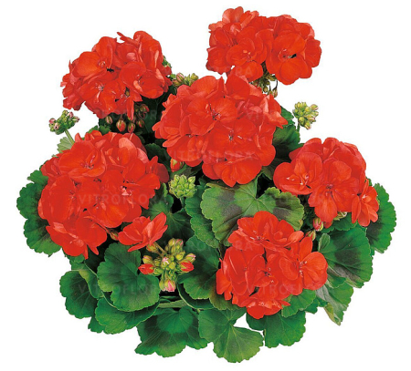 Pelargonium Classic Grand Prix