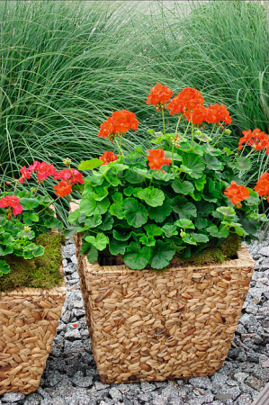 Pelargonium Classic Grand Prix [3]