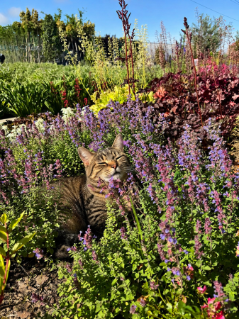 Plante decorative prin floare - Nepeta ‘Purrsian Blue’ C2