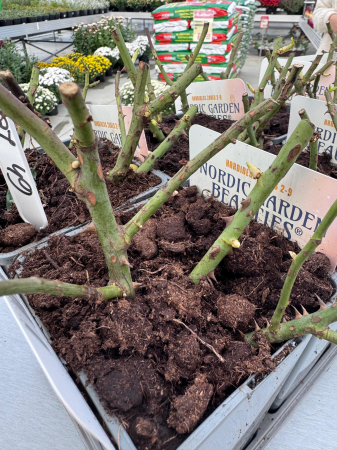 Nordic Roses 2L – trandafiri compacți și viguroși [2]