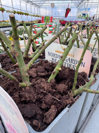 Nordic Roses 2L – trandafiri compacți și viguroși [3]