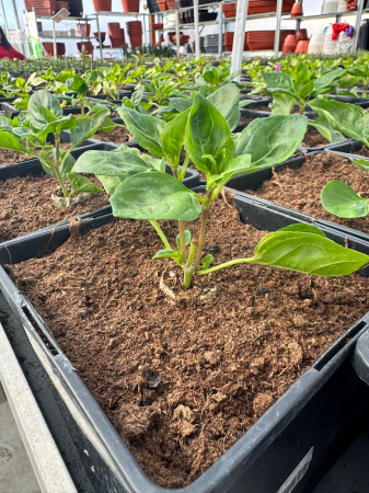 Busuioc ‘Basilicum Coldasil’ C2