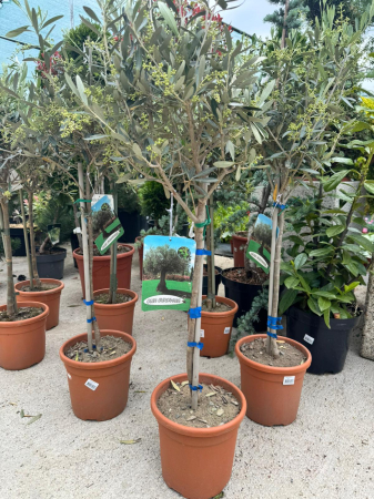 Arbori și arbuști - Olea europaea 100cm – arbore ornamental mediteranean