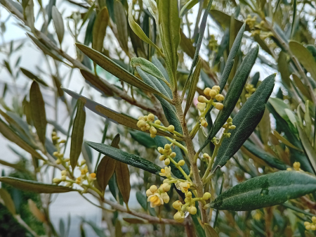Olea europaea [1]