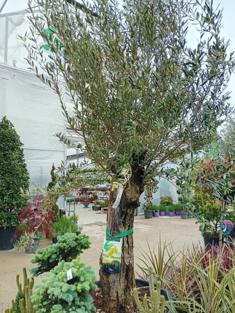 Arbori și arbuști - Olea europaea