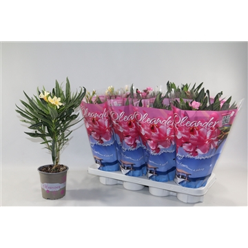 Oleander Enkelbloemig Mix – 13 cm [2]