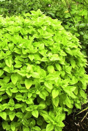 Plante aromatice - Origanum Aureum Green