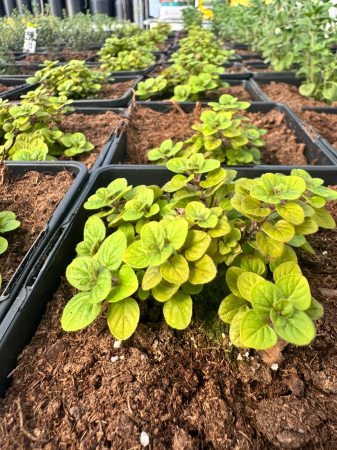 Plante Perene - Origanum Aureum Green