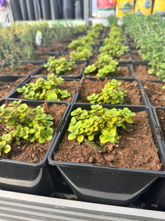 Origanum Aureum Green [2]