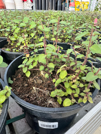 Origanum ‘Bristol Cross’ (Oregano), ghiveci C2 [1]