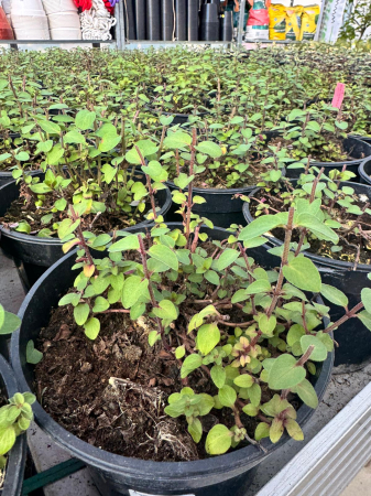 Plante Perene - Origanum ‘Bristol Cross’ (Oregano), ghiveci C2