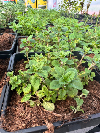 Origanum vulgare  ‘Hot and Spicy’ (oregano), ghiveci C2