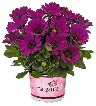 Plante Anuale - Osteospermum Margarita Purple