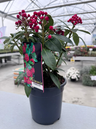 Arbuști - Skimmia japonica 'Pabela'