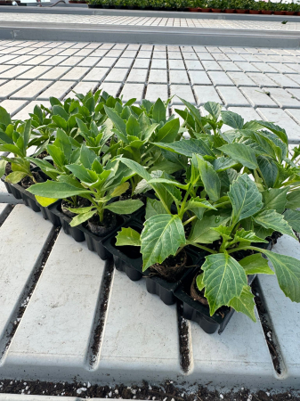 Pachet Mix Dahlia + Margarete Africane 25 buc [2]