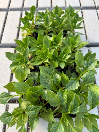 Pachet Mix Dahlia + Margarete Africane 25 buc [1]