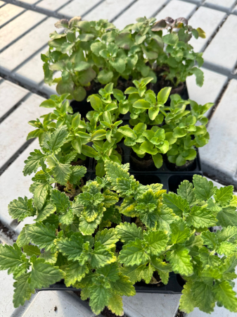 Pachet Mix Lobelia + Verbena 25 buc [1]