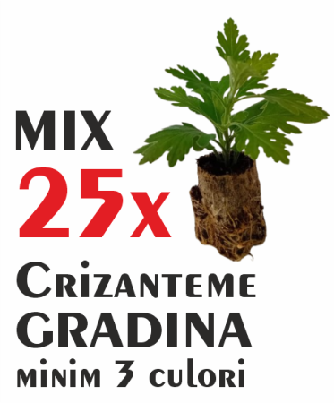 Pachet mix cu 25 butași de crizanteme de grădină