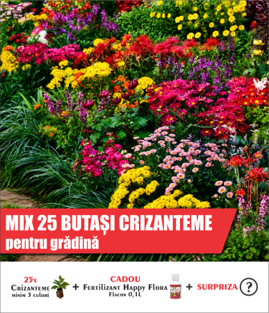 Pachet mix cu 25 butași de crizanteme de grădină [0]