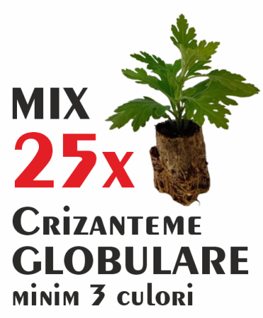 Pachet mix cu 25 butași de crizanteme globulare [0]