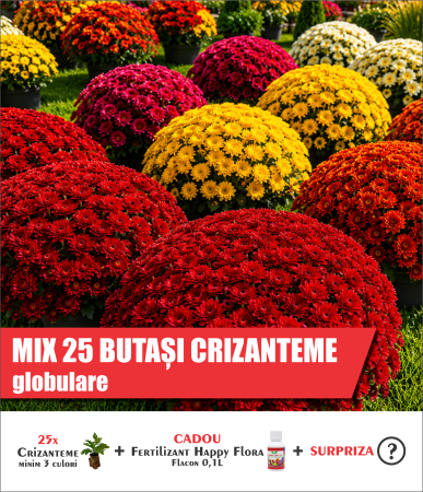 Crizanteme - Pachet mix cu 25 butași de crizanteme globulare