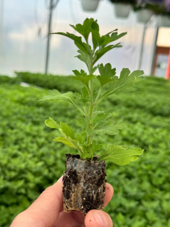 Pachet mix cu 25 butași de crizanteme pentru floare tăiată [1]