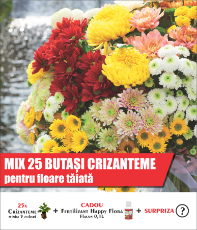 Pachet mix cu 25 butași de crizanteme pentru floare tăiată