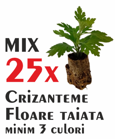 Pachet mix cu 25 butași de crizanteme pentru floare tăiată