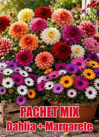 Diverse - Pachet Mix Dahlia + Margarete Africane 25 buc