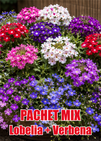Diverse - Pachet Mix Lobelia + Verbena 25 buc