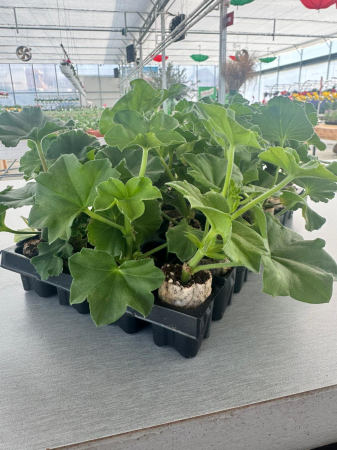 Mușcate (Pelargonium) - Pachet mix mușcate curgătoare, 25 butași