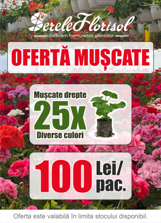 Plante Anuale - Pachet mix mușcate drepte cu 25 butași