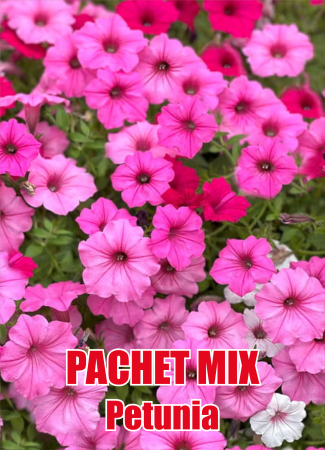 Petunii - Pachet Mix Petunia 25 butași