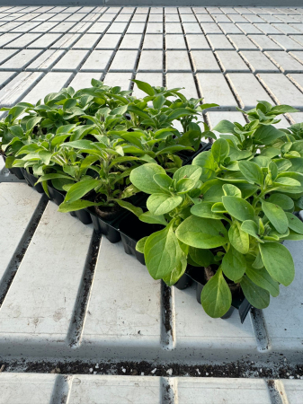 Pachet Mix Petunia 25 butași [2]