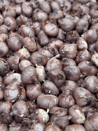 Pachet multicolor de bulbi de brândușe (Crocus) – 20 bucăți, dimensiune bulb 8/9 [5]