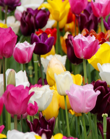 Bulbi - Pachet multicolor de bulbi de lalele – 20 bucăți, dimensiune bulb 12+