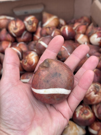 Pachet multicolor de bulbi de lalele – 20 bucăți, dimensiune bulb 12+ [5]