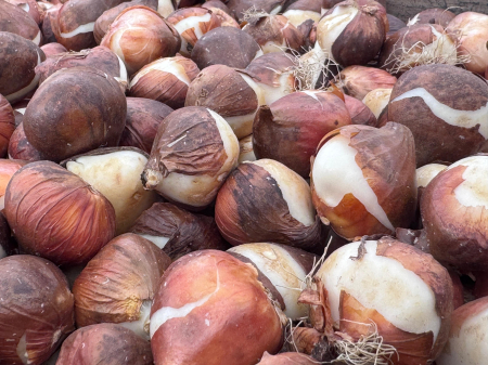 Pachet multicolor de bulbi de lalele duble – 20 bucăți, dimensiune bulb 12+ [12]