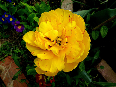 Pachet multicolor de bulbi de lalele duble – 20 bucăți, dimensiune bulb 12+ [5]