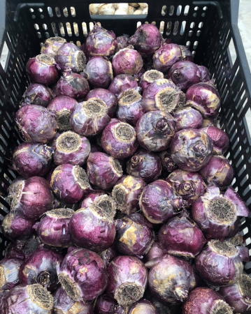 Pachet multicolor de bulbi de zambile (Hyacinth) – 10 bucăți, dimensiune bulb 17/19 [2]