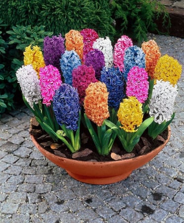 Bulbi - Pachet multicolor de bulbi de zambile (Hyacinth) – 10 bucăți, dimensiune bulb 17/19