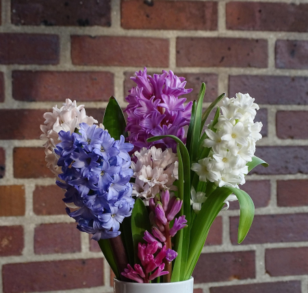 Pachet multicolor de bulbi de zambile (Hyacinth) – 10 bucăți, dimensiune bulb 17/19 [3]