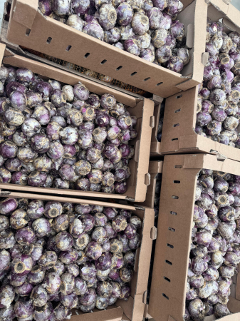 Pachet multicolor de bulbi de zambile (Hyacinth) – 10 bucăți, dimensiune bulb 17/19 [8]