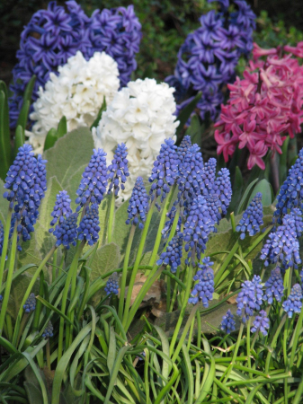 Pachet multicolor de bulbi de zambile (Hyacinth) – 10 bucăți, dimensiune bulb 17/19 [11]